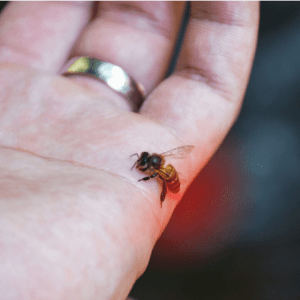 Putukahammustus ei hüüa tulles: apteeker annab nõu, kuidas valu ja sügelust tõhusalt leevendada
